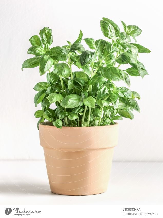 Basil potted in terracotta plant pot on white background. basil table