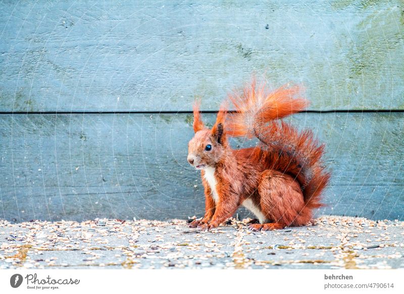 inquisitorial Animal face Animal portrait Colour photo Love of animals Cute Squirrel Observe Curiosity Exterior shot Deserted Garden Brash Small Funny