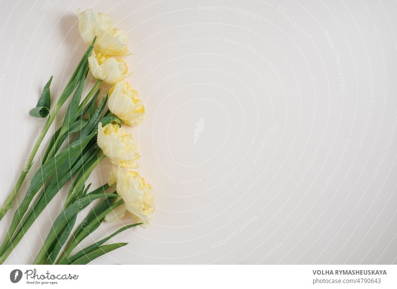 Composition of flowers. Yellow tulip flowers on a light background. Valentine's day, mother's day, womens day concept. Flat lay, top view leaf frame decoration