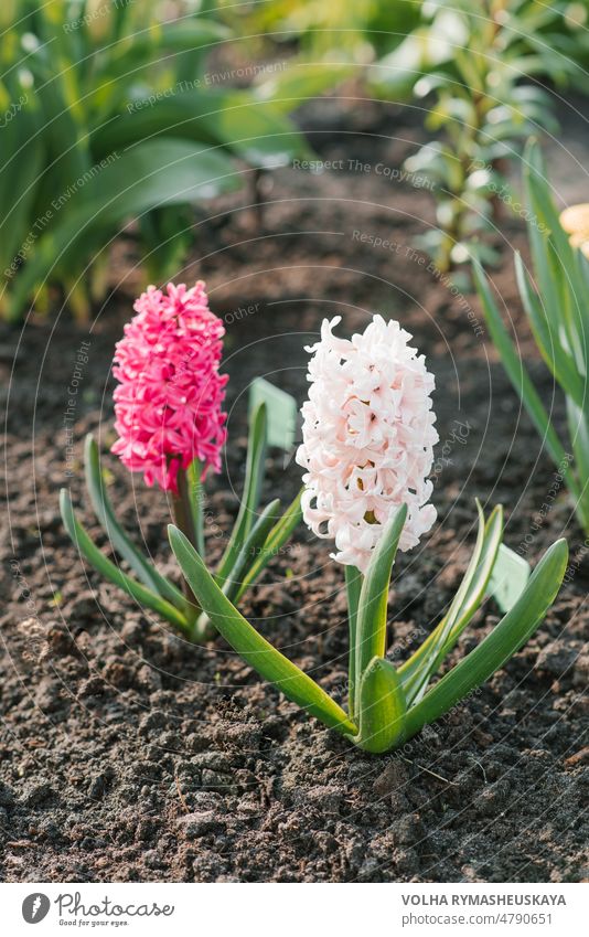 Beautiful bright hyacinths bloom in the garden in spring flower green leaf nature pink petal botanical beauty field floral beautiful blossom outdoor plant