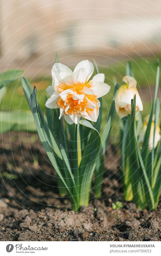 Beautiful terry daffodil Manly blooms in the spring in the garden flower white green nature background petal gardening colorful field flora floral leaf