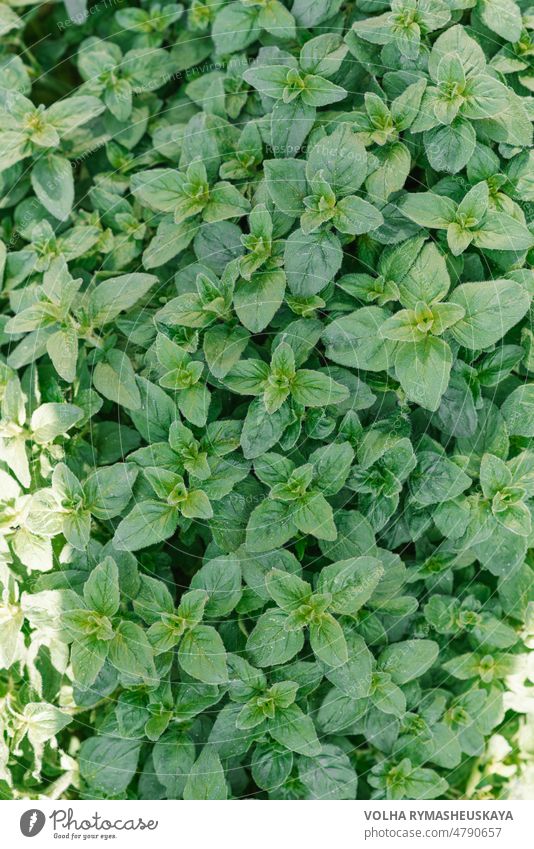 Oregano bright green furry new leaves (Origanum vulgare). Fresh oregano growing in the herb garden.Summer natural organic healthy food. leaf nature spice