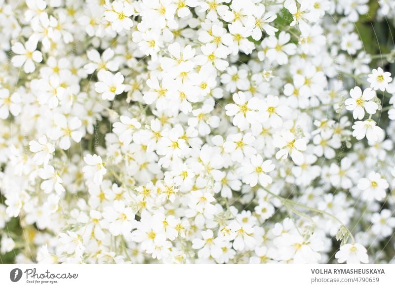 Floral print or background of white jaskolka flowers in summer in the garden. Rapid flowering of groundcover flowers plant outdoor bright floral green meadow