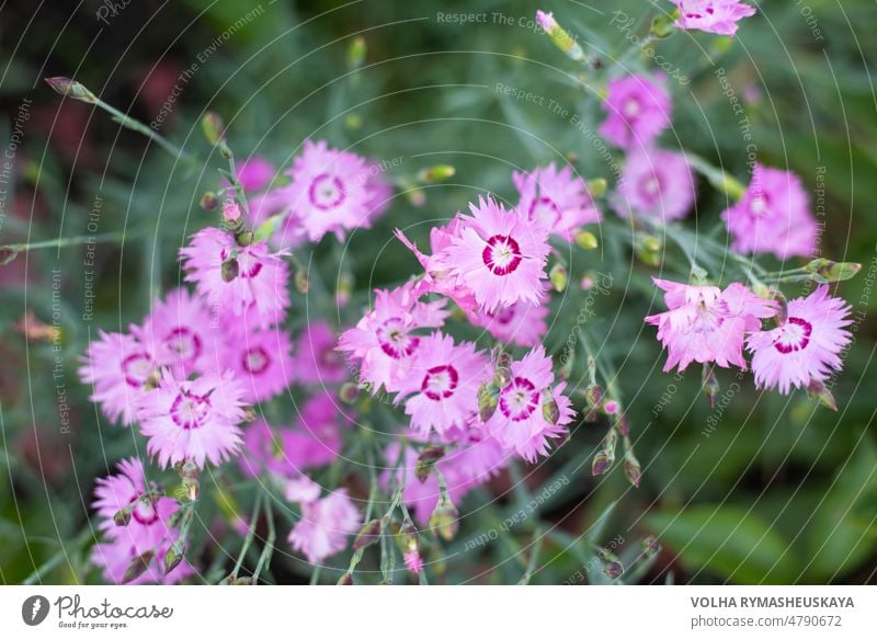 Panoramic view of Dianthus repens on green color bokeh flower blossom floral nature dianthus beauty pink beautiful bloom blooming garden plant spring summer