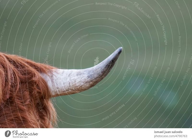 brown cow horn, animal themes horns portrait wild wildlife nature wild life rural meadow farm rural scene outdoors