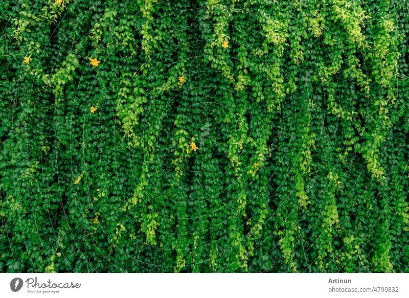 Green vine eco wall. Green creeping plant with wet leaves climbing on wall after rain. Green leaves texture background. Green leaves of ivy with raindrops. Sustainable building. Close to nature.