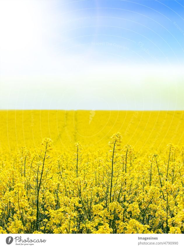 Rape field on blue sky and sun spring background. Agricultural field for rape. Field with yellow flowers. Rape field in spring agricultural field Agriculture
