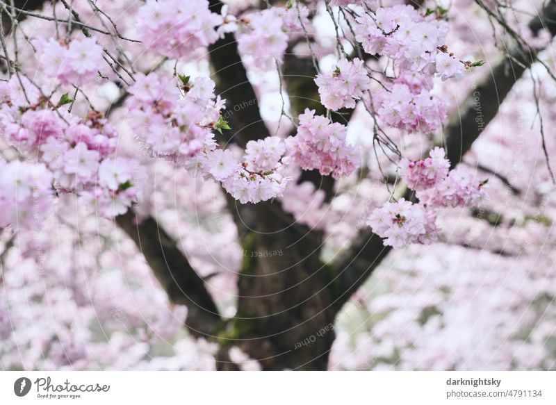 Sakura, Japanese cherry in full bloom, Prunus serrulata Kanzan Sky White Blooming Blossoming Japanese flower cherry sakura Pink Cherry Blossom leave pretty