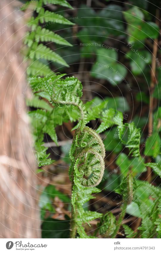 Spring | green roll forward | unroll & develop... Fern ferns plants Ivy Green Nature Environment Environmental protection Garden wax Develop Flourish Close-up
