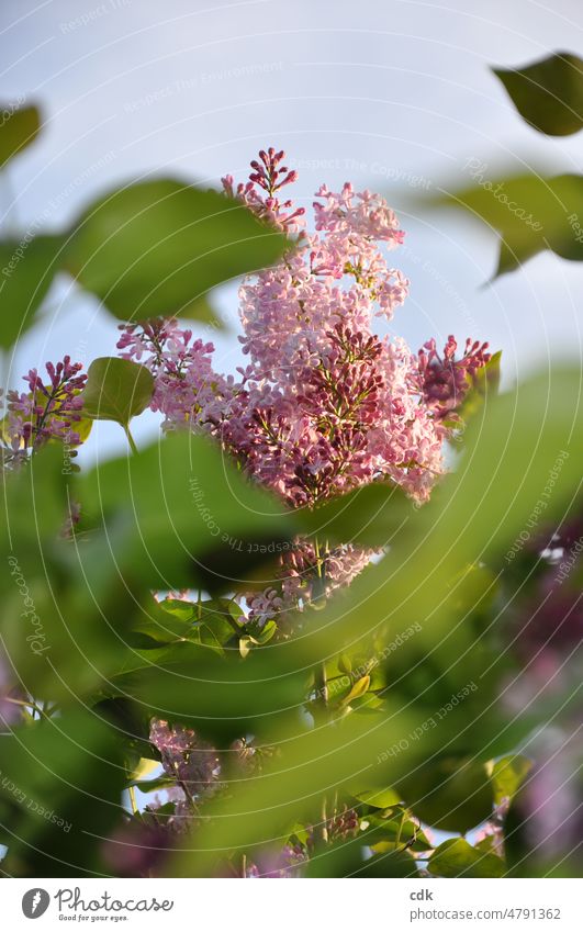 Lilac | it blooms again! lilac Plant blossoms Pink pink light and dark Two-tone Green green leaves acuity Blur high up Growth Development Nature Environment