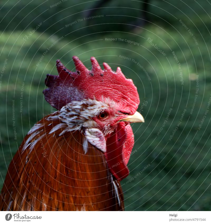 the rooster in the light | UT spring country air Rooster Animal portrait Poultry hühnerhof Light Shadow Profile Exterior shot Colour photo Farm animal Bird