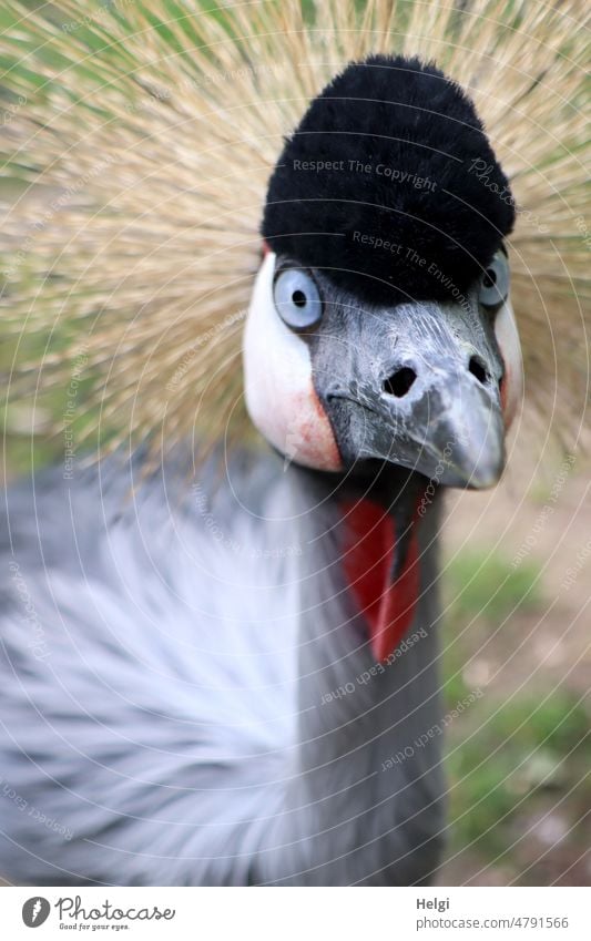 penetrating view - close-up of a crowned crane | UT spring land air crown crane Bird Animal Close-up Looking Pervasive Animal portrait Colour photo