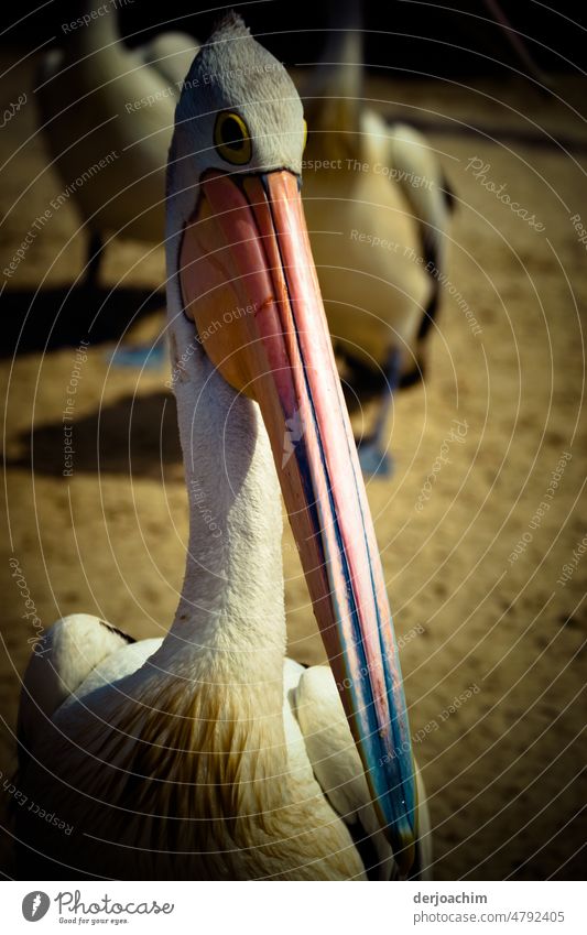 Mirror Mirror on the wall, the pelican is the most beautiful in the whole country. Pelican Deserted Beak Exterior shot Colour photo Wild animal Animal Bird