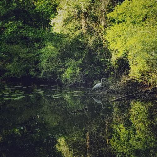 Grey heron waiting for prey on green pond bank Shore of a pond lush vegetation reflection Reflection in the water Water Nature Landscape Lakeside Deserted Calm