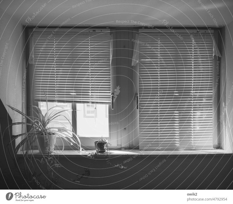 Half open Office Break Interior shot Window Black & white photo Slat blinds Pattern Patient Structures and shapes Calm Sunlight Deserted Modest Shadow