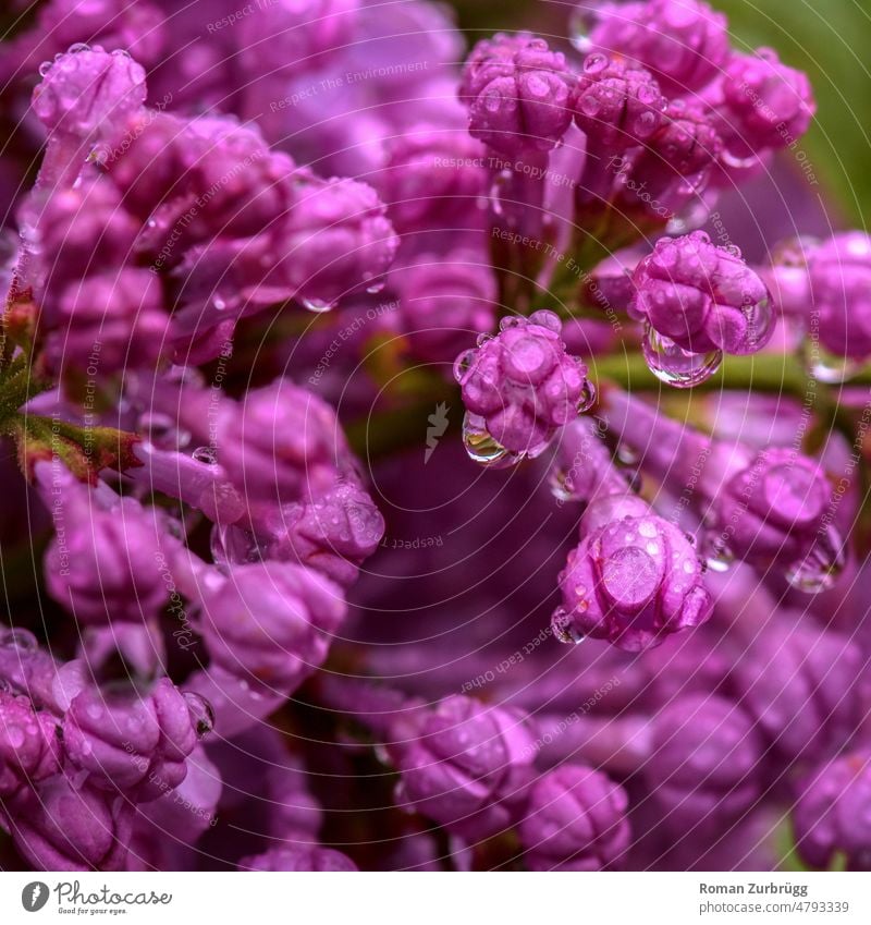 Lilac flowers after after a downpour lilac Syringa vulgar syringa vulgaris Blossom lilac blossom Rain Rain shower droplet Wet Drops of water Sunlight Violet