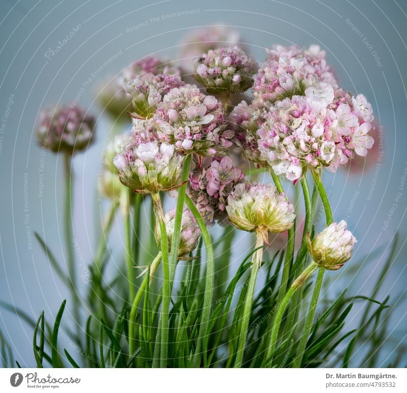 Beach grass carnation (Armeria maritima), also known as common grass carnation, belongs to the Plumbaginaceae. common thrift armeria maritima Common thrift