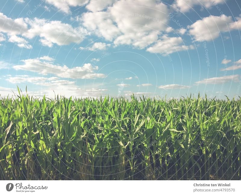 A green corn field under the summer sky with fair weather clouds Maize field Field Maize plants Agriculture Agricultural crop forage maize Silage corn biogas