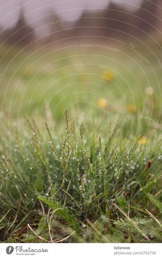 morning dew Nature Exterior shot Grass Grass green Tuft of grass Grass meadow Dew Meadow Environment Deserted Plant Colour photo Spring Detail raindrops Drop