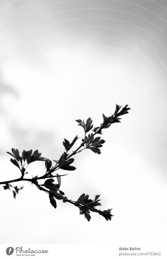 A small branch against a cloudy sky in black and white. Twig Branch Sky Nature black-and-white Plant Exterior shot Branchage Deserted Negativespace Day Contrast