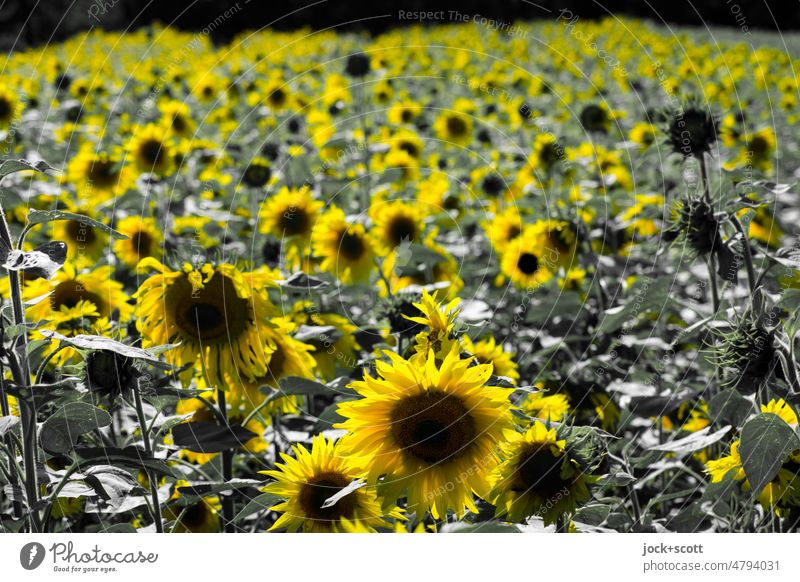 More sunflowers for our land Sunflowers Yellow Field Flower Agriculture Flower field Agricultural crop Sunflower field Plant Blossom Nature Summer Sunlight