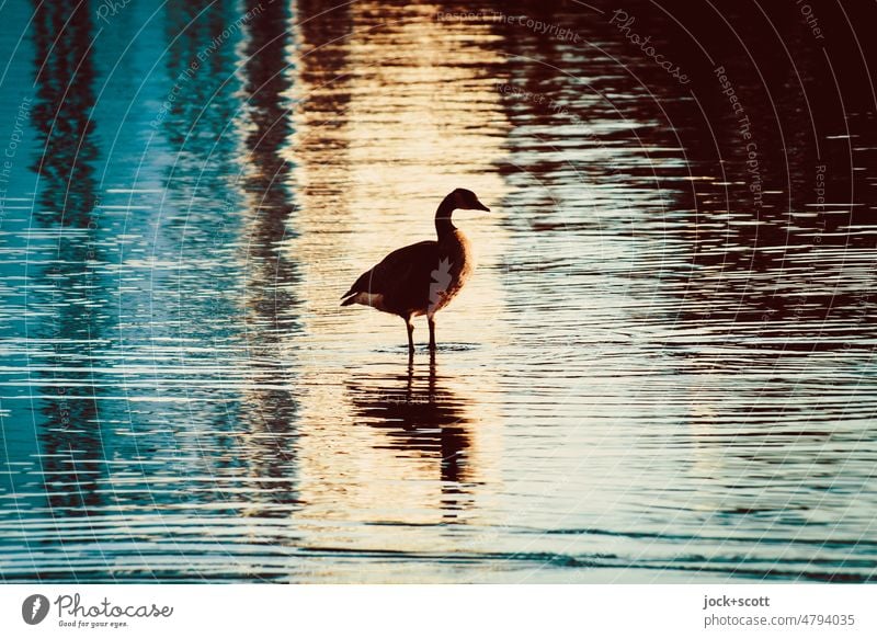 Kitsch knows no boundaries - evening mood over the water Bird Nature Reflection Surface of water Structures and shapes Abstract Silhouette Wild animal