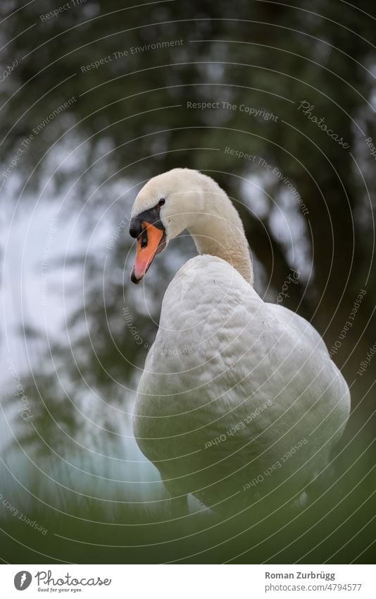 A swan stands on a meadow by the lake and looks backwards. Swan waterfowl Bird Animal White Nature Neck Beak Lake Exterior shot Looking look back Esthetic