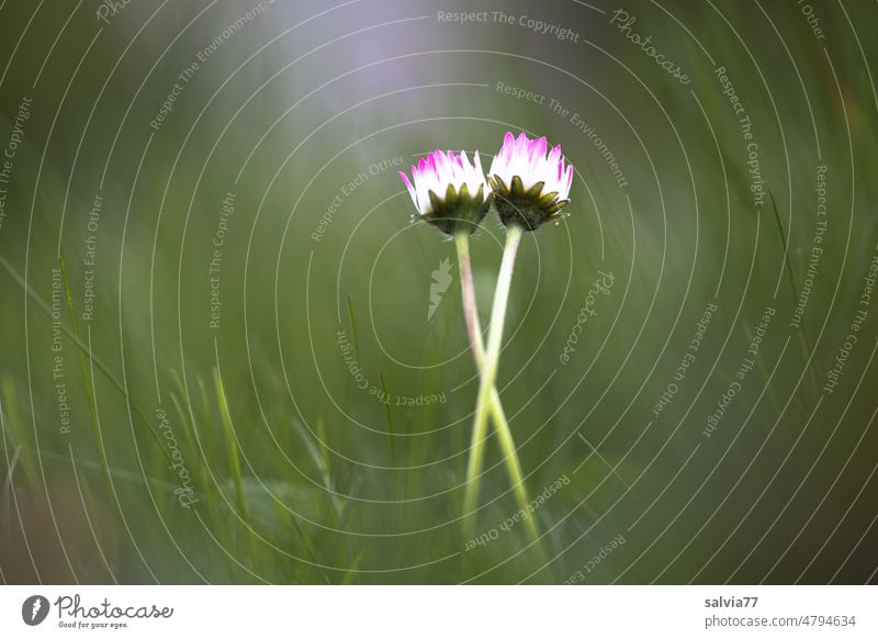 connectedness Bellis perennis Daisy Couple 2 Blossom Flower Spring Plant Blossoming Nature Meadow Grass Green White Shallow depth of field Garden Spring fever