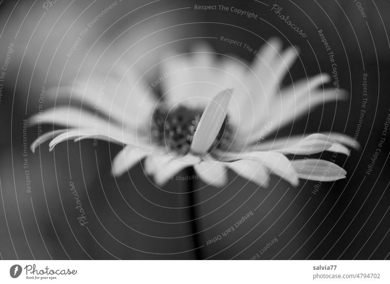 Daisy flower with expression Blossom Black & white photo Marguerite Flower Plant Nature Summer Blossoming Deserted Close-up Shallow depth of field symbolism
