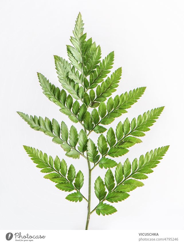 Green fern leaf at white background. green floral nature top view