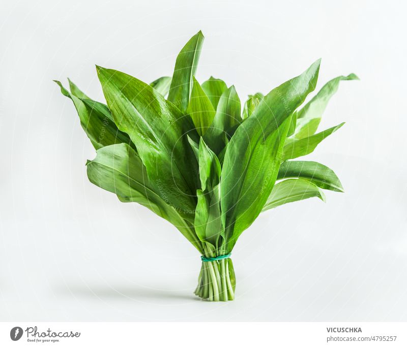 Bunch of green wild garlic leaves at white background. bunch seasonal springtime food wild herbs flavorful healthy food front view cooking fresh freshness
