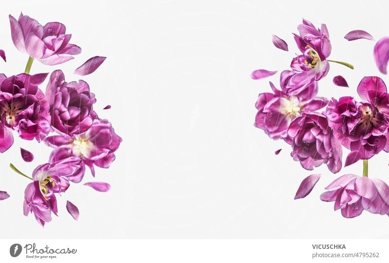 Flying purple flower and petals frame at white background. flying floral levitation concept floating blooms front view copy space blossom blurred botanical