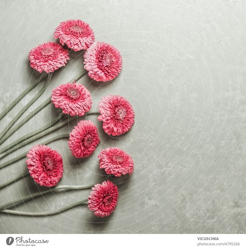 Pink flowers bunch on grey background. pink beautiful seasonal bouquet top view copy space blossom concrete flower bouquet garden in bloom laying natural petals