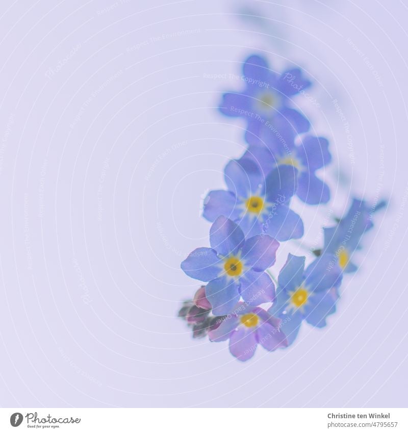Delicate light blue forget-me-not - flowers against light background Forget-me-not Blossoming Flower Blue Myosotis Spring Flowering romantic pretty Spring fever