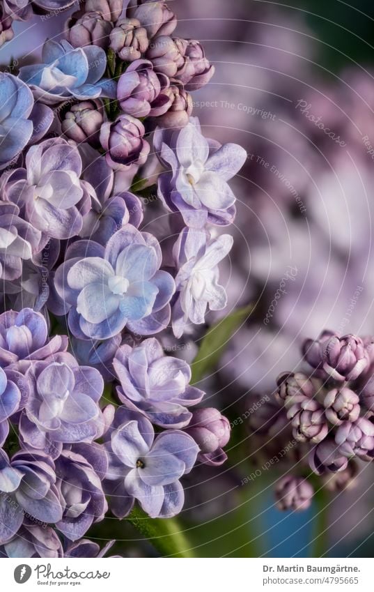 Lilac, common lilac, Syringia vulgaris, garden form with double flowers Garden form inflorescence Olive tree family Blossom blossoms filled Spring Flowering