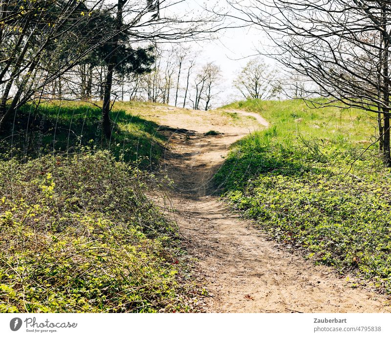 dirt road moves over hill, meadow and trees in springtime off the beaten track Hill Meadow Spring Idyll Hiking stroll To go for a walk free time Relaxation