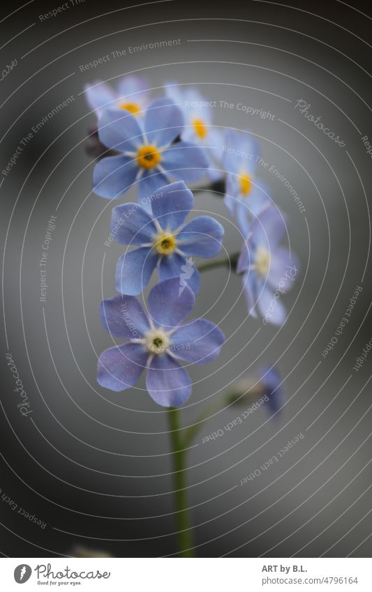 Love it forget-me-not Delicate little flowers Flower blossoms Blue Garden Plant Light Shadow Bright spot