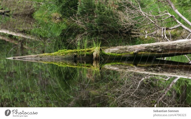 Wild lake in Black Forest with calm water surface reflecting a fallen tree trunk, Black Forest, Germany Lake Water Tree Reflection Tree trunk Nature Wood