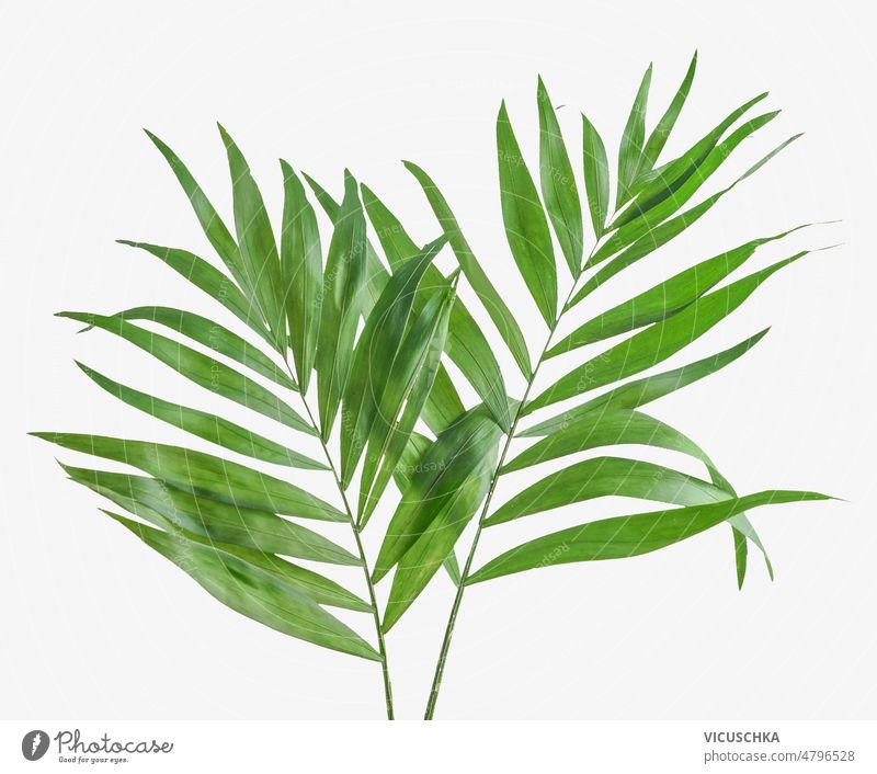 Tropical green leaves at white background. tropical floral nature palm top view botany branch green leaf leafs leaves background plant summer