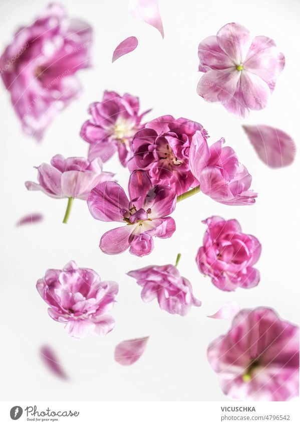 Beautiful flying pink purple flower and petals at white background. beautiful floral levitation concept front view blossom blurred botanical effect falling