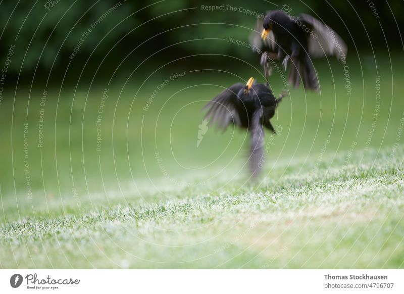 fighting blackbirds on green grass Turdidae eurasian blackbird eurasian collared dove feather garden male motion motion blur nature ornithology outdoor park