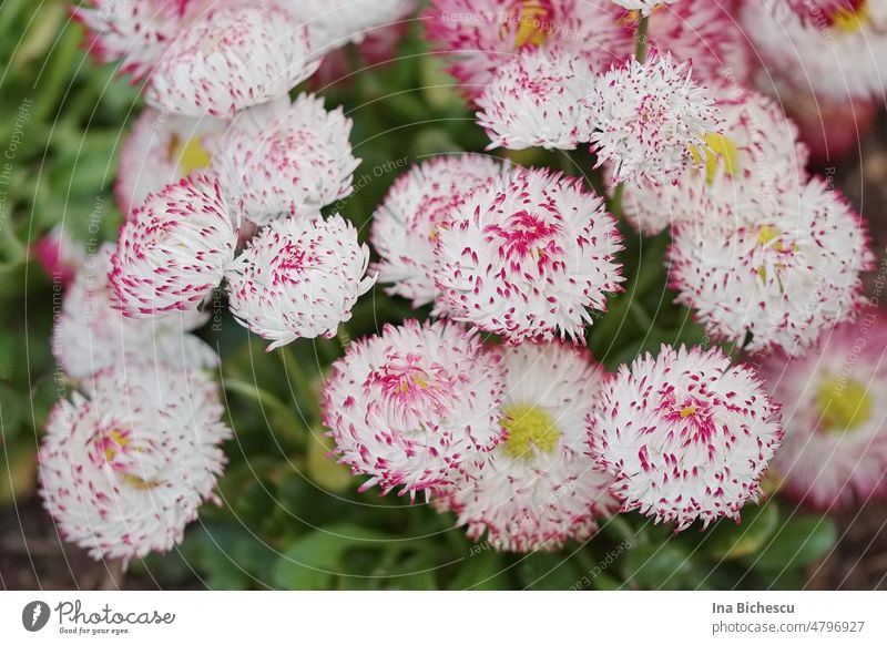Several daisies (Bellis perennis) in white-red flowers leaves on green leaves. Daisy Blossom Plant Blossoming blossoms heyday Flower Spring Garden Nature