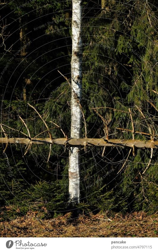 crosswise Tree Tree trunk Forest Birch tree Spruce fallen Crucifix Bleak Environment Dark Wood