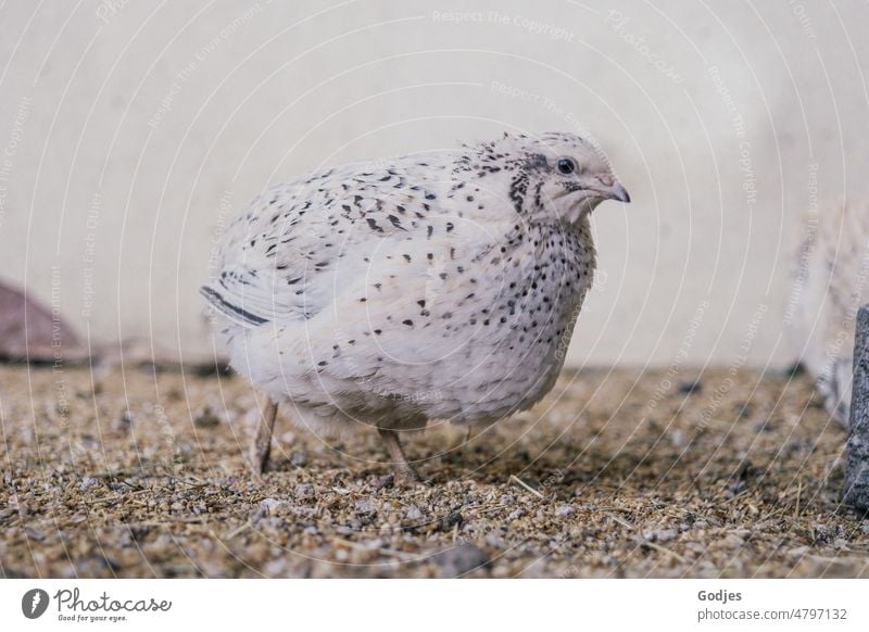 white pied quail running in her enclosure Animal Poultry Bird Colour photo Farm Exterior shot Nature Farm animal Animal portrait Deserted hen Agriculture