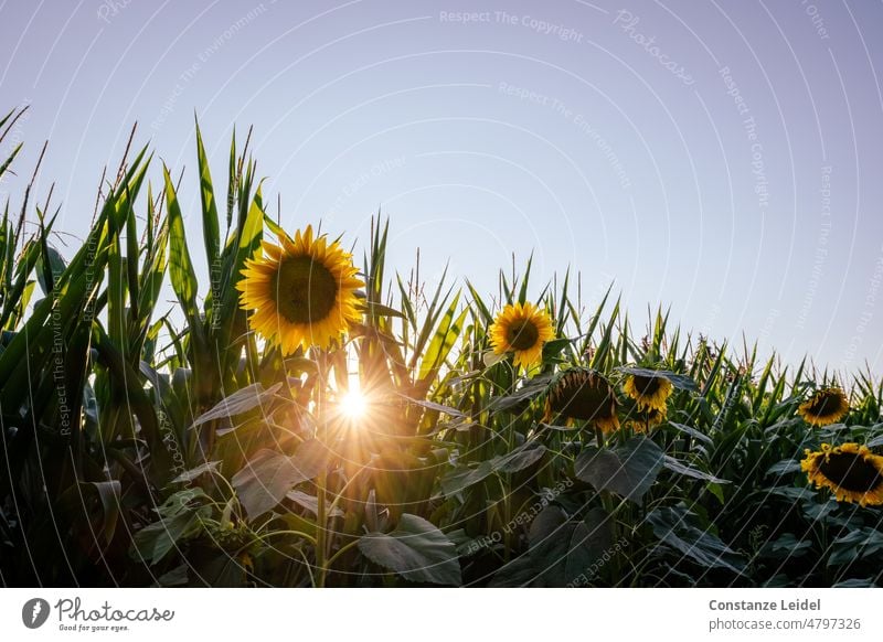 Sunflowers in front of corn field with sky and sun star Sunflower field Summer Flower Field Plant Yellow Nature Blossoming Landscape Environment Sunlight