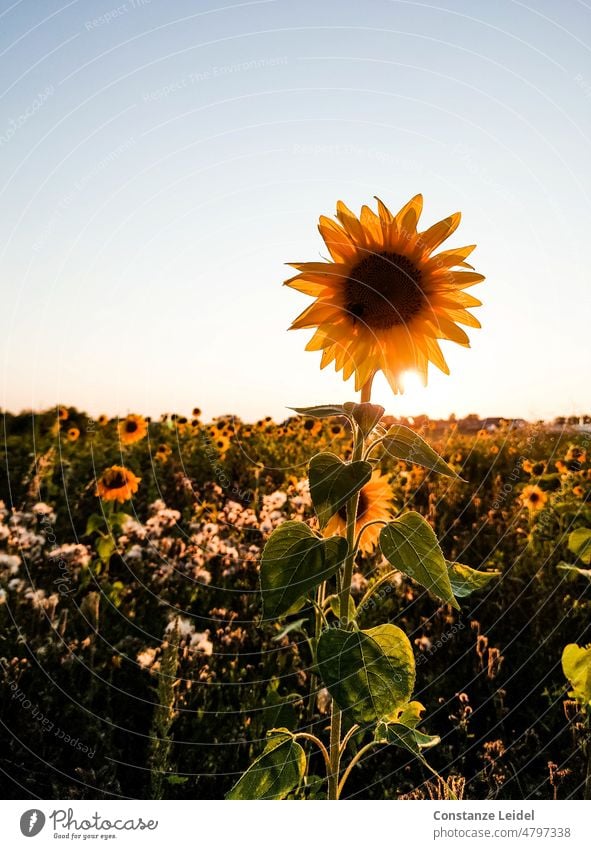 Sunflower field with single sunflower blossom against evening sky. Summer Flower Field Plant Yellow Nature Blossoming Landscape Environment Sunlight