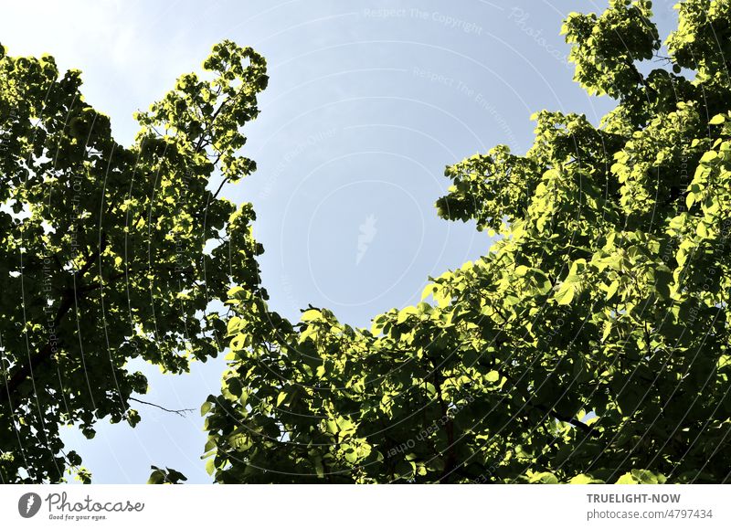 The leaves of the lime trees show such a brilliant fresh green on a cloudless noon in May Maienlust Spring Linden trees Green Fresh rays luminescent Tree Crown