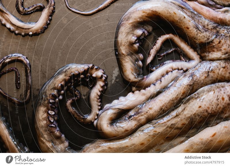 Raw octopus on black table raw seafood uncooked tentacle kitchen cuisine culinary product natural fresh mollusc light whole gastronomy delicacy healthy head