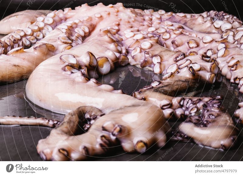 Raw octopus on black table raw seafood uncooked tentacle kitchen cuisine culinary product natural fresh mollusc light whole gastronomy delicacy healthy head