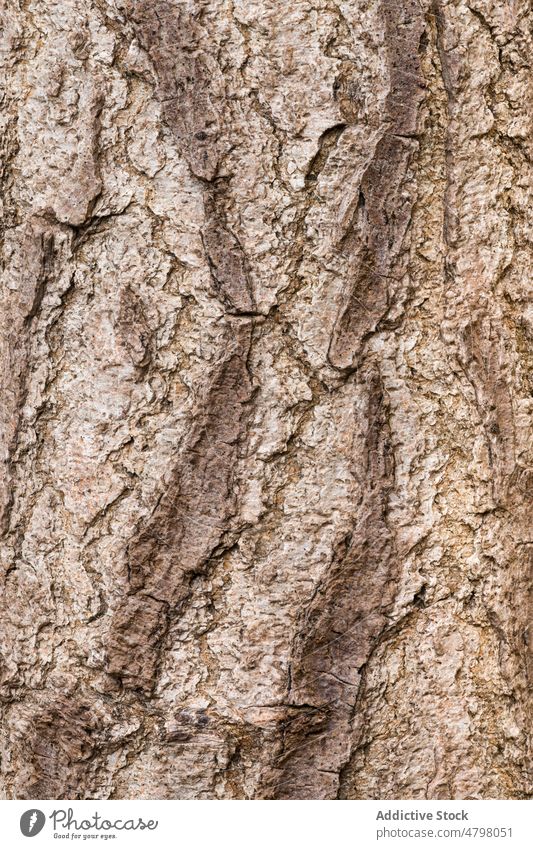 Textured background of wooden tree texture bark crack dry trunk timber scratch uneven thick material brown surface rough fragment weathered solid natural color